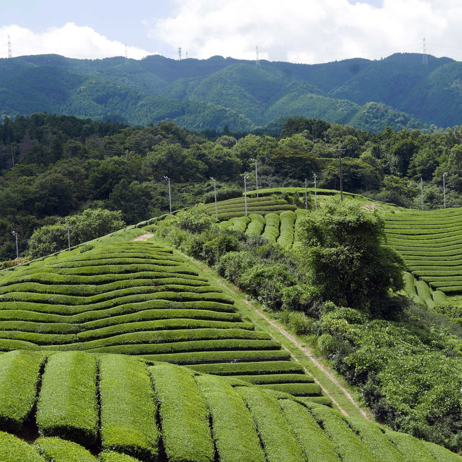 Uji tea fields under shade cloth, misty hills, dawn — cinematic wide